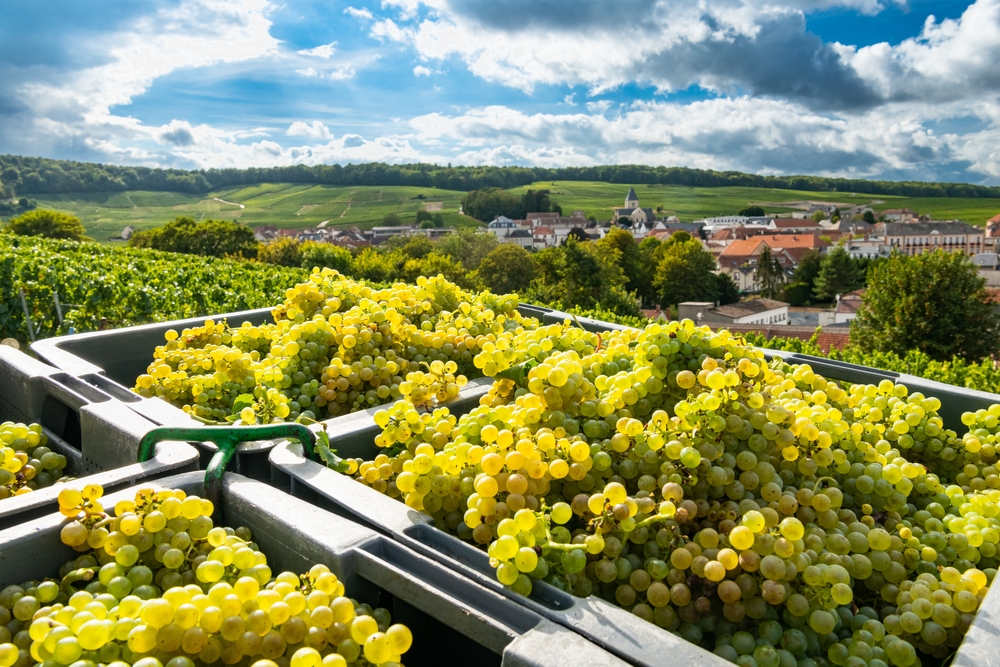 Cosecha de uva en Champagne, en Francia. Foto: Shutterstock