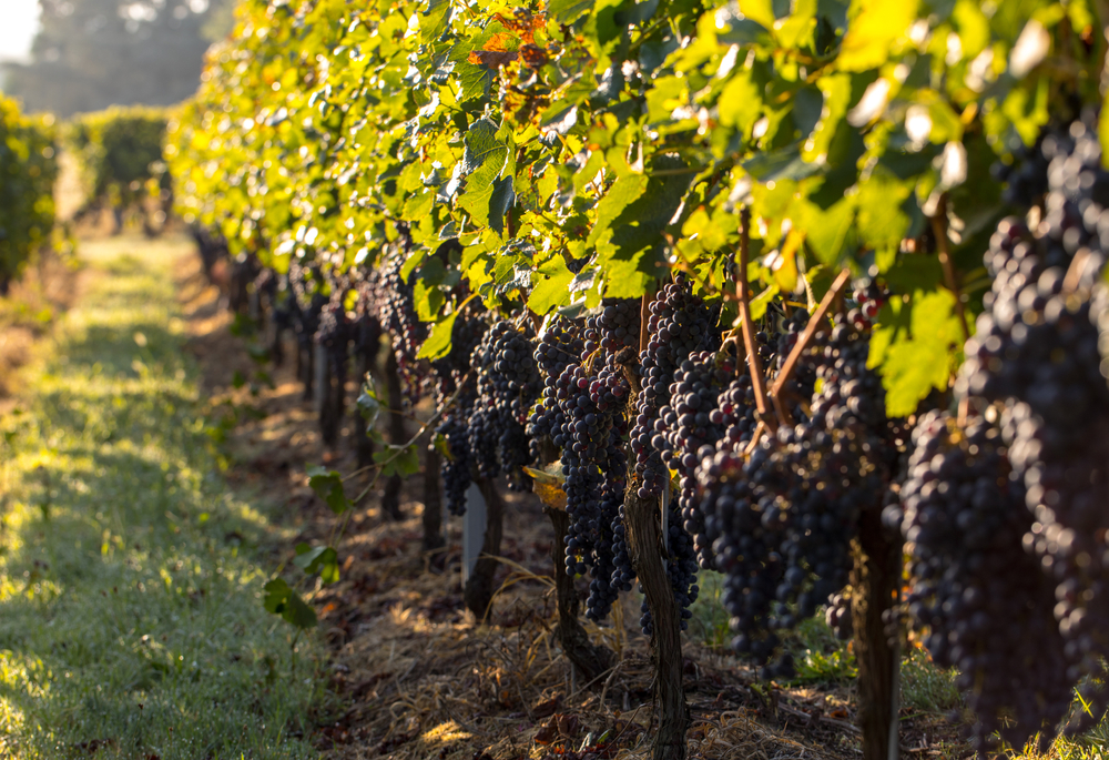 Uvas de merlot maduras rojas, en Francia. Foto: Shutterstock